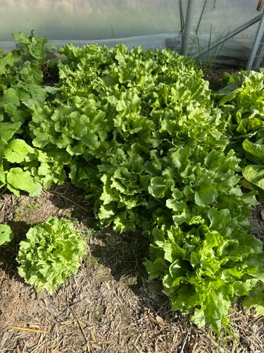 3109b7b949f9f63ab3185f18630e3a97741a9745